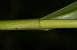 Leafy bulrush